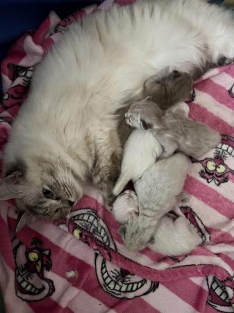 Image 5 of Gorgeous lovingly raised ragdoll kittens