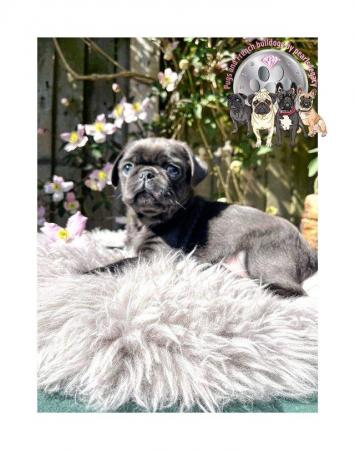 Image 8 of Kc pug puppies ( rare chocolate and blues )