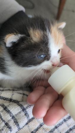 Image 2 of Beautiful, playful friendly, bottle fed kittens.