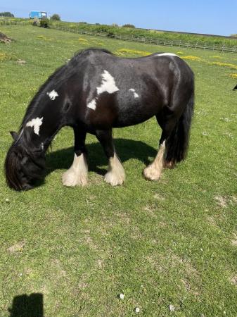 Image 5 of REDUCED Beautiful Kind Hearted Cob Mare Project