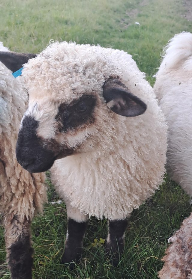 Preview of the first image of Valais blacknose x lambs- a few left!!.
