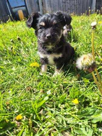 Image 1 of Chihuahua/ chi-chi puppies for sale