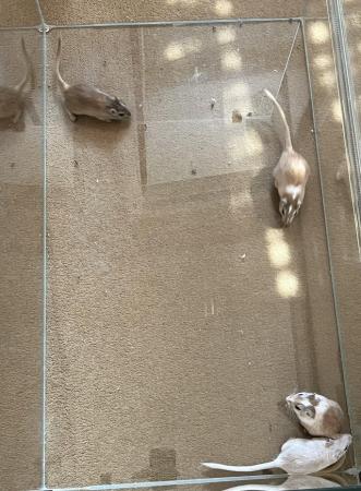 Image 19 of Gerbils with Glass Tank *Available*