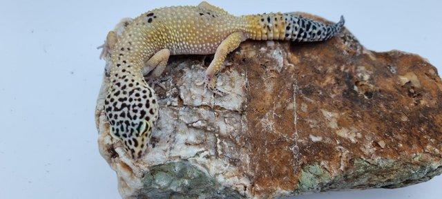 Image 3 of 8x2022 Adult Leopard Geckos £50 each unless stated otherwise