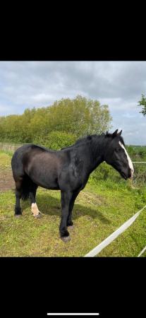 Image 1 of 14hh cob Part loan share available