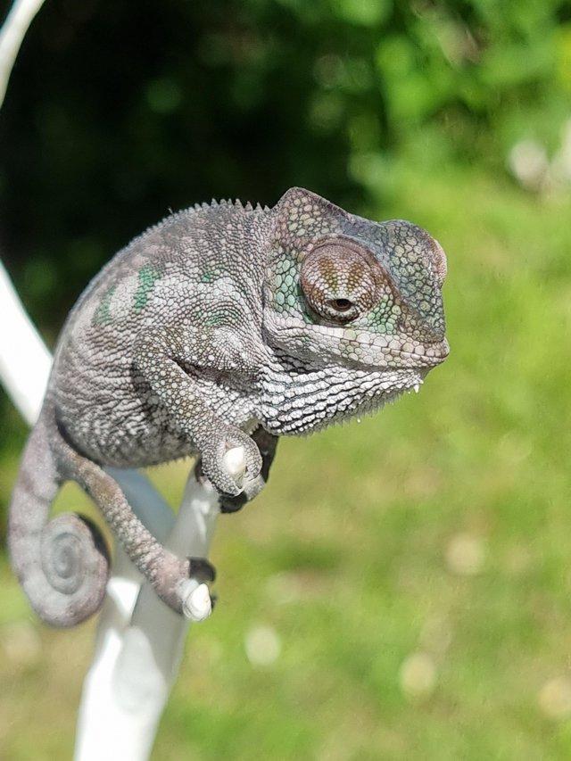 Preview of the first image of Boraha panther chameleon for sale.