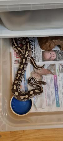 Image 5 of Multipleball pythons for sale £50 per snake