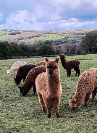 Image 9 of Yearling Alpaca pet males for sale ready to leave
