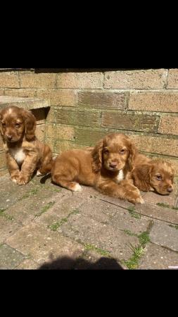 Image 2 of COCKER SPANIEL PUPPIES FOR SALE