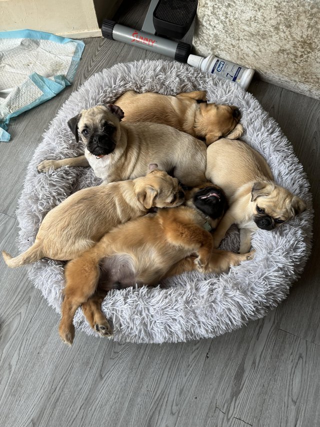 Preview of the first image of 6 very cute pug x shitzu puppies.