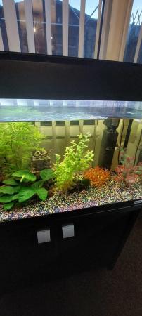 Image 3 of Fishtank and accessories
