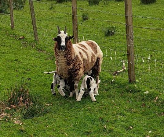 Image 1 of Jacob sheep with lambs at foot