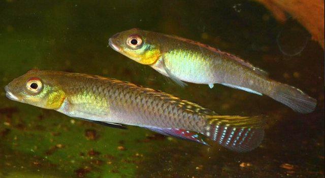 Preview of the first image of F2 Nanochromis Splendans juveniles.