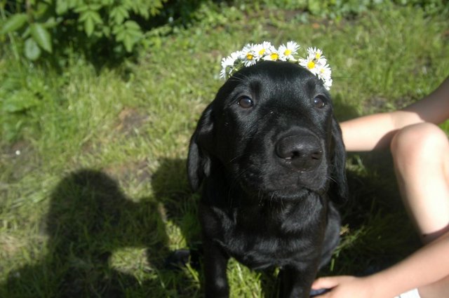 Image 18 of Quality KC Registered Health Tested Parents Labrador Puppies