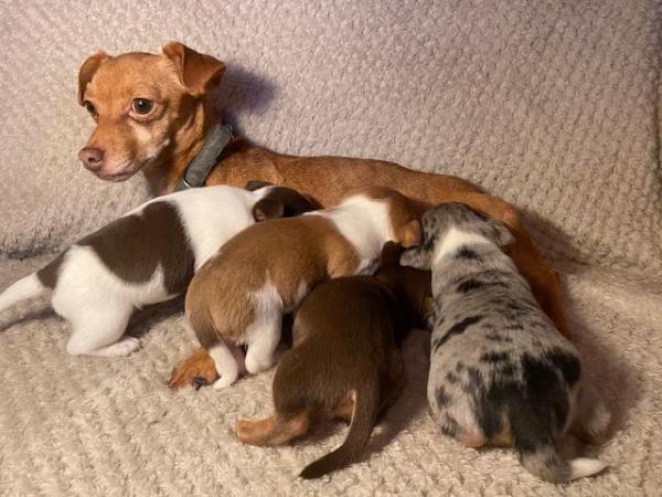 Miniature Jack Russells Puppies for sale in Ashorne, Warwickshire - Image 14