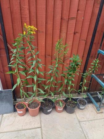 Image 1 of Goldenrod Hardy perennial plant £1