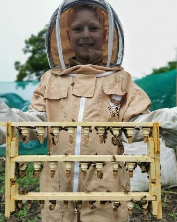 Image 3 of Spring Honey Bee Nucs 2024