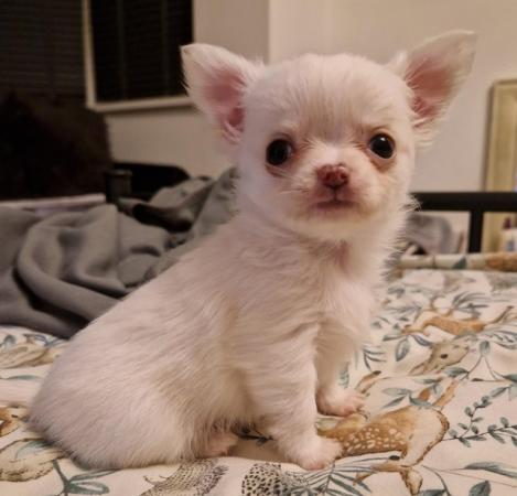 Image 5 of KC Registered Chihuahua Puppy for Sale