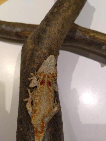 Image 9 of Unsexed CB 2021 Red Reticulated Gargoyle Gecko