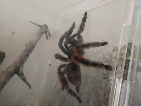 Image 1 of Various Tarantulas and other inverts for sale