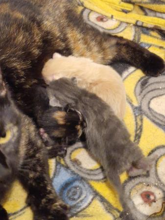 Image 2 of Mixed litter of kittens