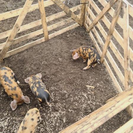 Image 1 of Weaners for sale. OSB and Berkshire x Large white