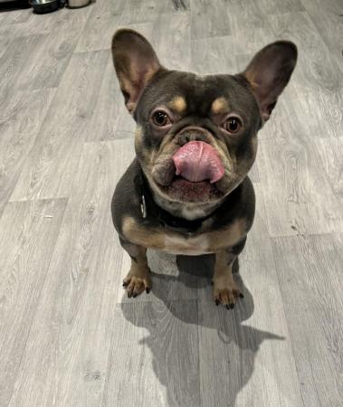 Image 4 of Male French bulldog 2 years old