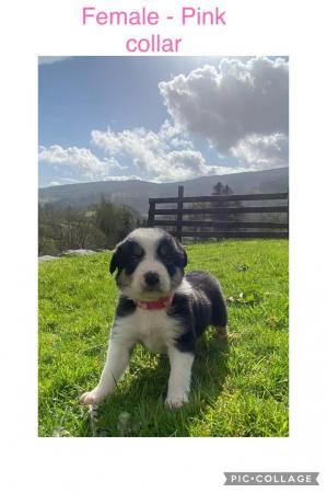 Image 2 of 7 border collie puppies for sale.will be microchiped