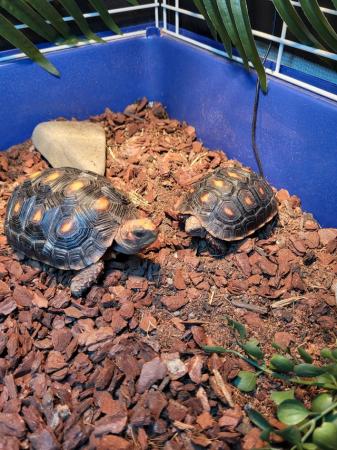 Image 2 of 2 Young Redfoot Tortoise's With Enclosure