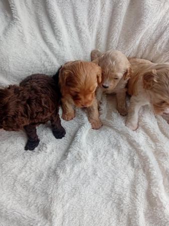 Image 4 of Stunning F2b Quality sproodle  puppies