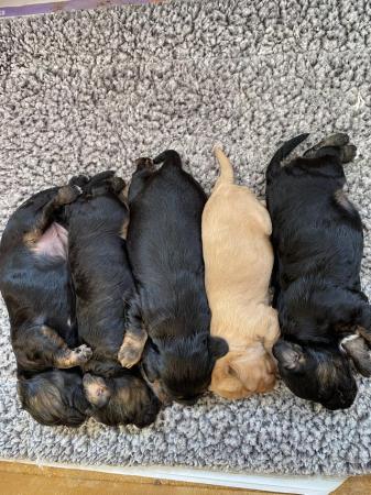 Image 6 of Stunning f1 cavapoo puppies