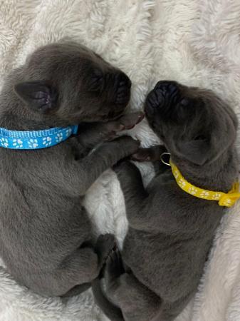 Image 4 of Solid Blue KC Registered Great Dane Puppies