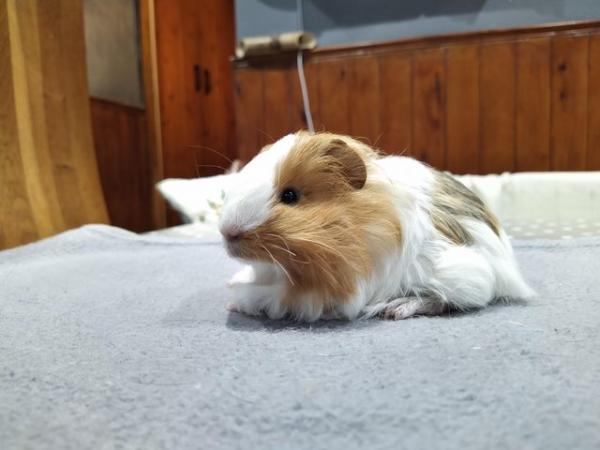 Image 2 of Male long haired Silkie guinea pig baby for sale