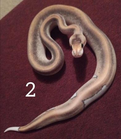 Image 3 of 3x Champagne cinnamon ball pythons. Still available