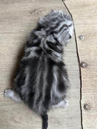 Image 6 of British shorthair tabby kitten TICA