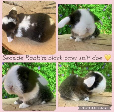Image 1 of Stunning mini lops available to reserve