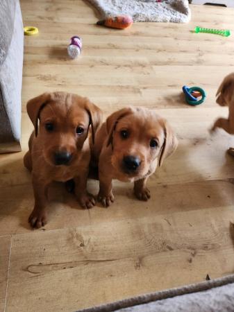 Image 2 of Last boy available Fox red labrador puppies
