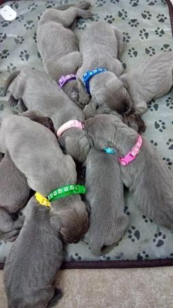 Image 11 of Solid Blue KC Registered Great Dane Puppies