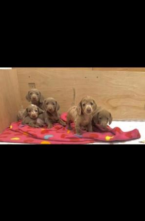 Image 1 of Dachshund puppies for sale
