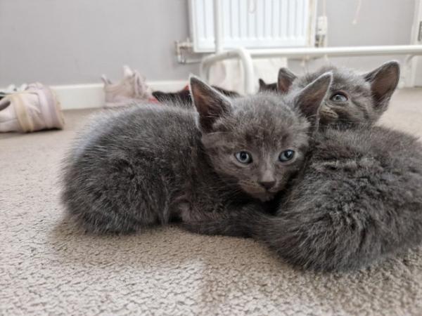 Image 6 of 3 beautiful grey kittens for sale