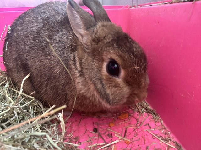 Preview of the first image of 3 year old Neverland dwarf bunny.