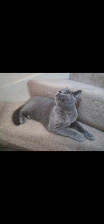 Image 2 of Beautiful British Shorthair one year old male cat