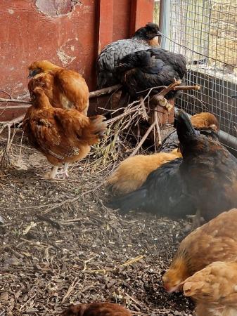 Image 4 of SILKIE MIX BREED CHICKENS FOR SALE