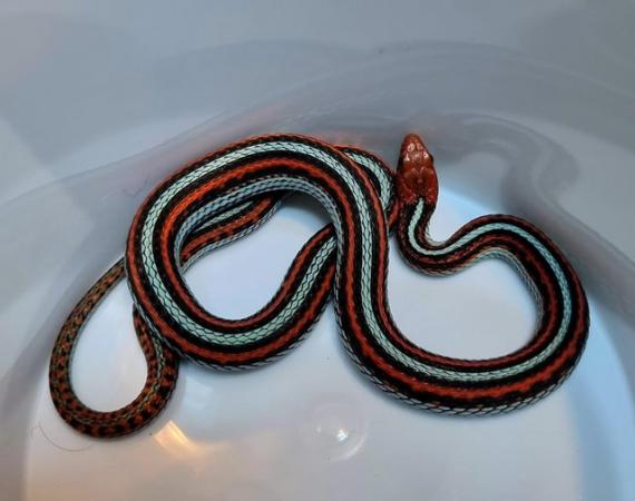 Image 2 of Wanted female Sanfrancisco, Oregon red spotted garter snake