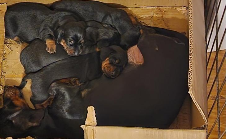 Image 3 of Miniature dachshund puppies READY TO GO!