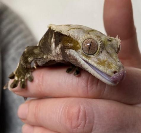 Image 2 of FREE full pin harlequin crested gecko (read desc)