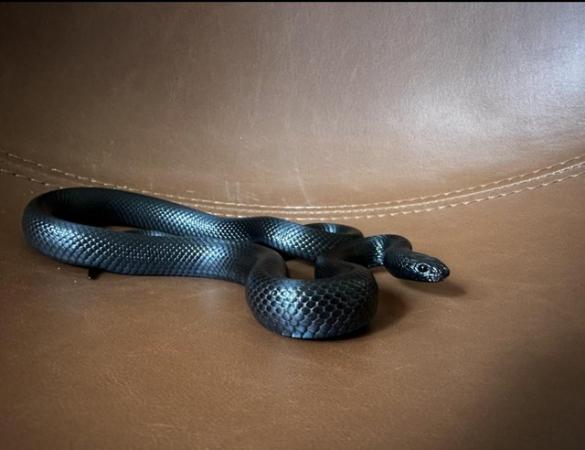 Image 4 of Mexican black kingsnake pair cb22 and cb23