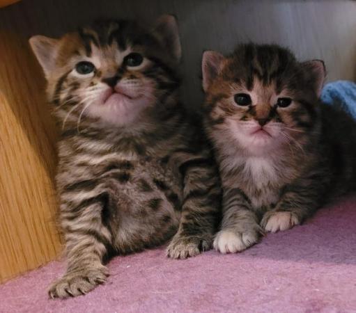 Image 1 of ReDy now 3 lovely tabby kittens 2 boys and 1 girl