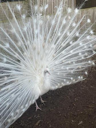 Image 1 of Trio of adult white peafowl for sale