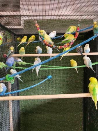 Image 2 of Stunning Budgies top quality young and some breeding age £20